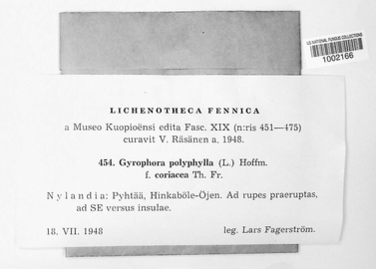 Gyrophora polyphylla f. coriacea image